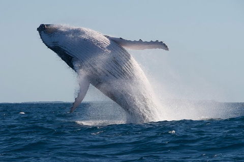 Adventure Whale Watching Tour Mooloolaba - Restaurant Find 5