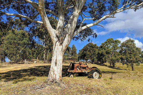 Blue Mountains Private Tour - Wild Kangaroos, Waterfalls And The Three Sisters - Restaurant Find 1