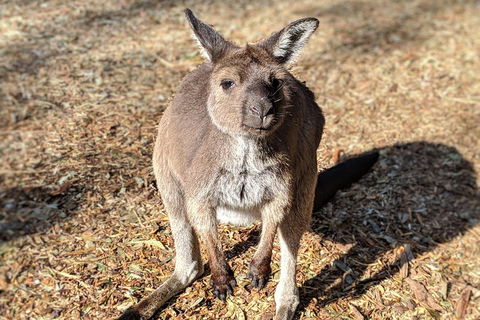 Blue Mountains Private Tour - Wild Kangaroos, Waterfalls And The Three Sisters - Restaurant Find 2