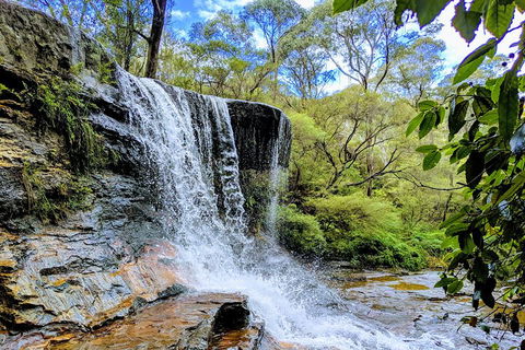 Blue Mountains Private Tour - Wild Kangaroos, Waterfalls And The Three Sisters - Restaurant Find 5