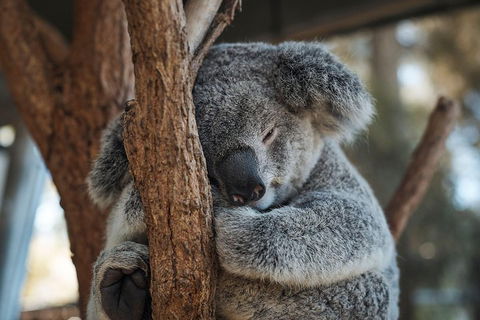 Sydney Taronga Zoo General Entry Ticket - Restaurant Find 3