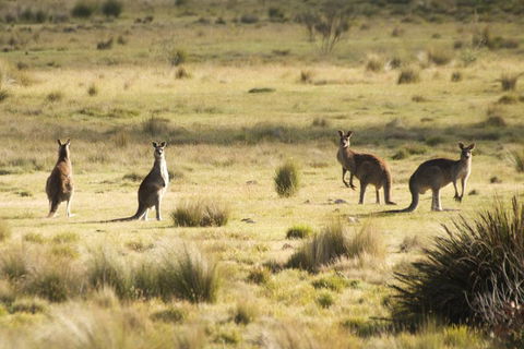 From The Mountains To The Bay - 4 Day Rediscovery Small Group Tour - Restaurant Find 4