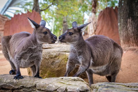 The Ultimate Sydney Attractions Pass - Restaurant Find 2