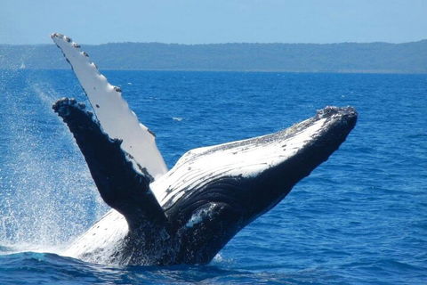 Mooloolaba Whale Watching Tour - Restaurant Find 0