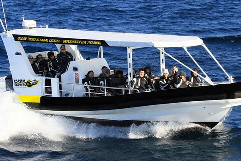 Mooloolaba Whale Watching Tour - Restaurant Find 1