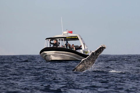 Mooloolaba Whale Watching Tour - Restaurant Find 3