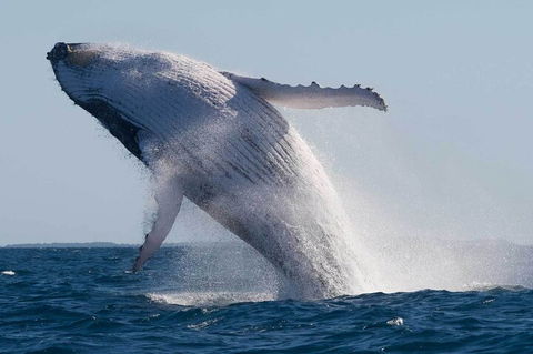Mooloolaba Whale Watching Tour - Restaurant Find 4