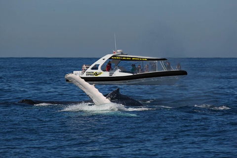 Mooloolaba Whale Watching Tour - Restaurant Find 5