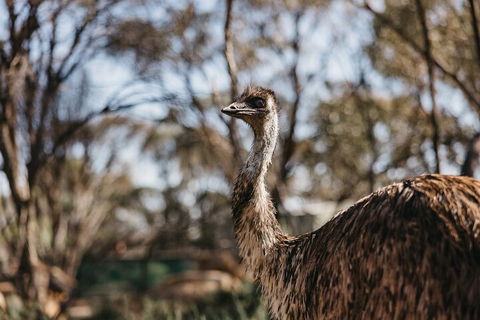Wave Rock, York, Wildflowers, And Aboriginal Cultural Day Tour From Perth - Restaurant Find 4