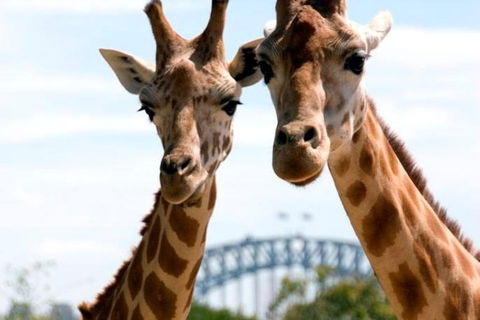 Sydney Harbour Ferry With Taronga Zoo Entry Ticket - Restaurant Find 1