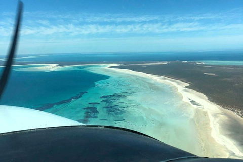 Monkey Mia Dolphins & Shark Bay Air Tour From Perth - Restaurant Find 4