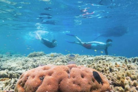 Great Barrier Reef Day Cruise To Reefworld - Restaurant Find 1