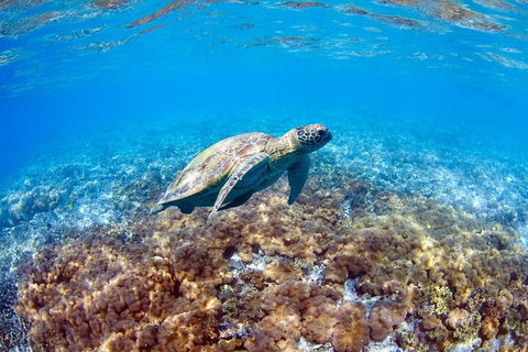 Great Barrier Reef Day Cruise To Reefworld - Restaurant Find 5
