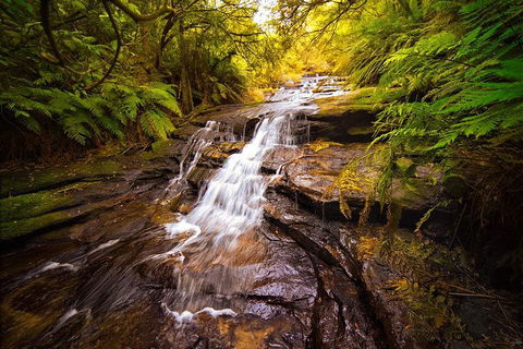 Fully Inclusive Blue Mountains Private Tour Inc Scenic World & Featherdale Entry - Restaurant Find 3