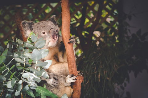 Small-Group Blue Mountains Day Trip From Sydney With Wildlife Park - Restaurant Find 2