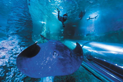 Snorkel With Sharks At AQWA - Restaurant Find 0