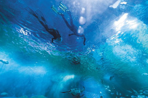 Snorkel With Sharks At AQWA - Restaurant Find 1