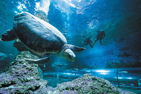 Snorkel With Sharks At AQWA - Restaurant Find 4