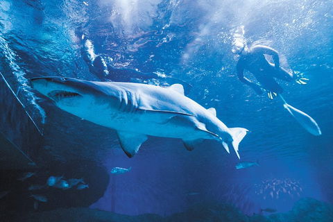 Snorkel With Sharks At AQWA - Restaurant Find 5