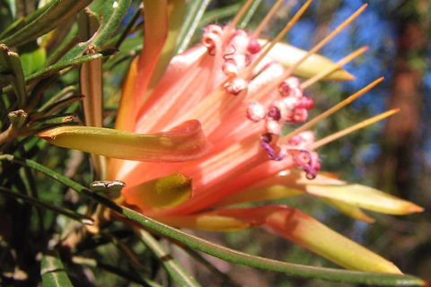 Small-Group Blue Mountains Tour With Bush Walks And Featherdale Wildlife Park - Restaurant Find 4