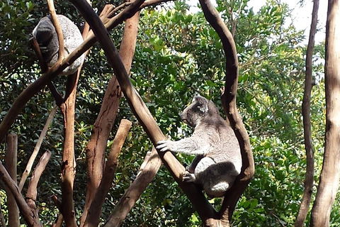 Small-Group Blue Mountains Tour With Bush Walks And Featherdale Wildlife Park - Restaurant Find 5