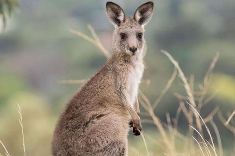 Sydney Wine Tour â€“ Wine, Waves & Wildlife In South Coast - Restaurant Find 4