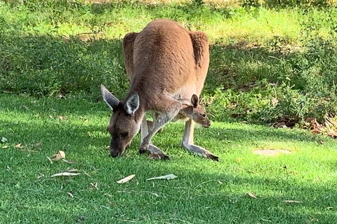 Pinnacles Day Trip From Perth Including Yanchep National Park - Restaurant Find 4