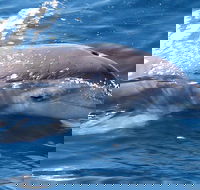 Jervis Bay Dolphin Watch Cruise - Restaurant Find