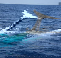 Whale Watching Jervis Bay - Restaurant Find