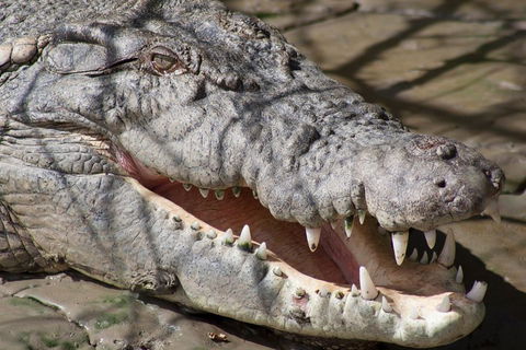 Whitsunday Crocodile Safari Including Lunch - Restaurant Find 1
