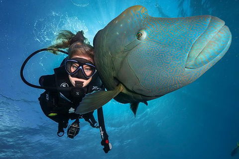 Great Barrier Reef Snorkeling And Diving Cruise From Cairns - Restaurant Find 0