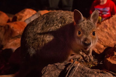 Alice Springs Desert Park Nocturnal Tour - Restaurant Find 3