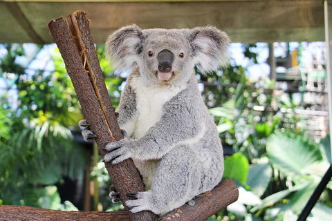 Cairns ZOOM And Wildlife Dome - Restaurant Find 0