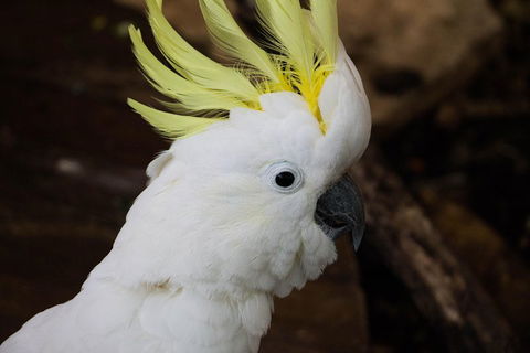 Cairns ZOOM And Wildlife Dome - Restaurant Find 2