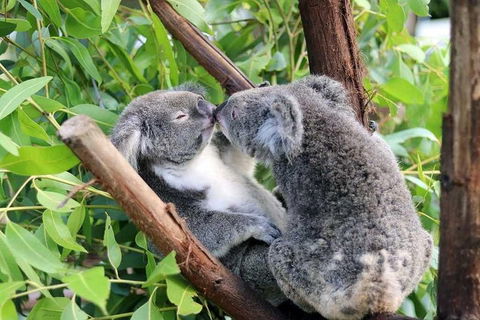 Classic Kuranda By Skyrail And Scenic Railway Including Rainforestation, Koala And Wildlife Park And Pamagirri Aboriginal Experi - Restaurant Find 3