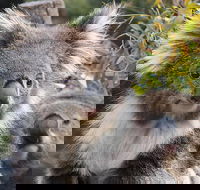 Kuranda Koala Gardens and Birdworld Admission Tickets - Restaurant Find