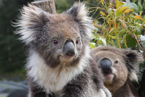 Kuranda Koala Gardens And Birdworld Admission Tickets - Restaurant Find 0