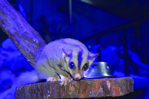 Kuranda Koala Gardens And Birdworld Admission Tickets - Restaurant Find 1