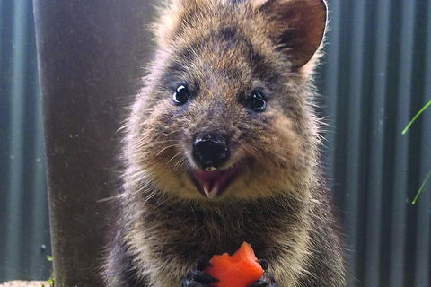 Kuranda Koala Gardens And Birdworld Admission Tickets - Restaurant Find 2