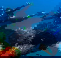 Scuba Dive the S.S. Yongala Wreck on the Great Barrier Reef. - Restaurant Find